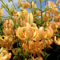 Thumbnail for Peppered Gold Martagon Lily (Lililum Martagon, Lily Div II)