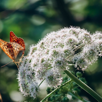 Thumbnail for Angelica, Native and Ornamental Flower, Herb