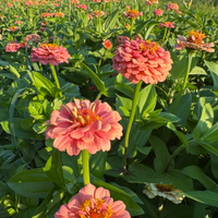 Thumbnail for Oklahoma Salmon Zinnia Flower
