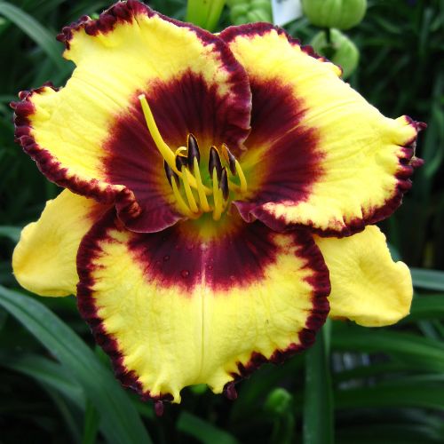 Daylily 'CalicoJack' (Hemerocallis)