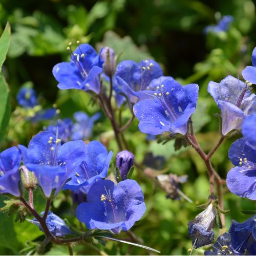 California Bluebells, Native Flower to Western US