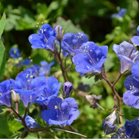 Thumbnail for California Bluebells, Native Flower to Western US