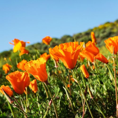 California Orange Poppy, Western U.S. Native, Organic options Available