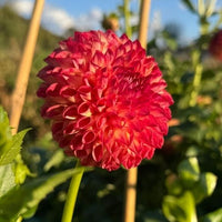 Thumbnail for 'Camano Mordor' Dahlia (Ball)