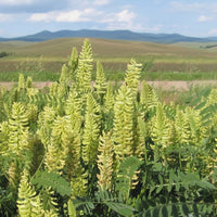 Thumbnail for Canada Milkvetch, U.S. Native, Butterfly Host Plant