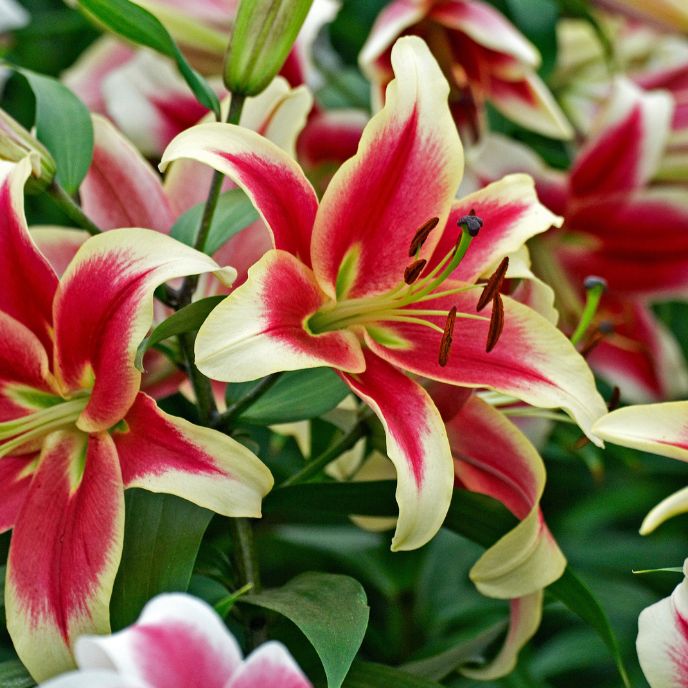 Candy Club Lily, (Orientpet or OT Hybrid Lily)