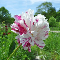 Thumbnail for Candy Stripe Peony - Peony, 1992 introduction, Wisconsin, lactiflora