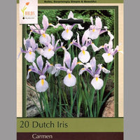 Thumbnail for Carmen Dutch Iris