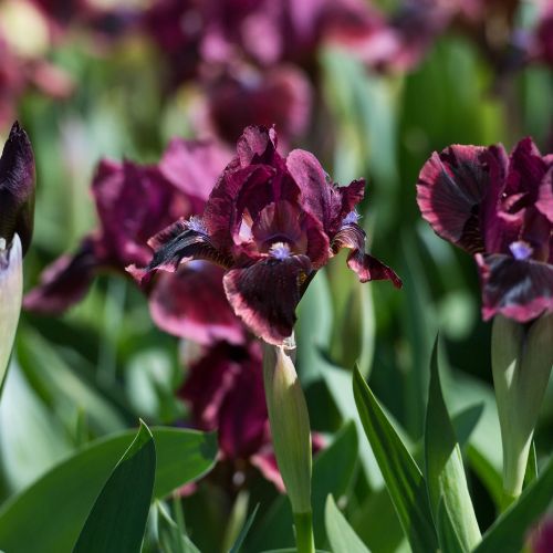 Dwarf Bearded Iris 'Cat's Eye', Standard Dwarf Bearded Iris, 2002 origin