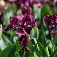 Thumbnail for Dwarf Bearded Iris 'Cat's Eye', Standard Dwarf Bearded Iris, 2002 origin