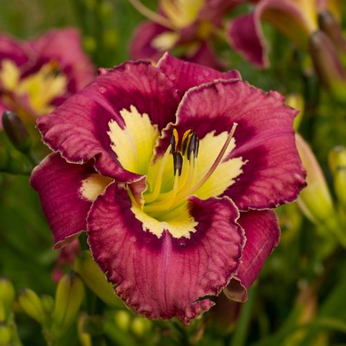 Daylily 'Catcher in the Eye' (Hemerocallis)