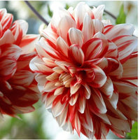 Thumbnail for 'Catching Fire' Dahlia (Decorative or Semi-Dinnerplate)