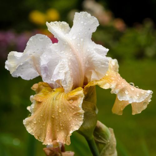 Bearded Iris 'Champagne Elegance' , 1981 origin German Iris, (Rebloomer)