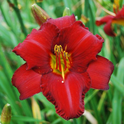 Daylily 'Chicago Apache' (Hemerocallis)