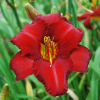 Thumbnail for Daylily 'Chicago Apache' (Hemerocallis)