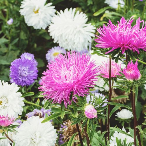 Crego Mix China Aster Flower