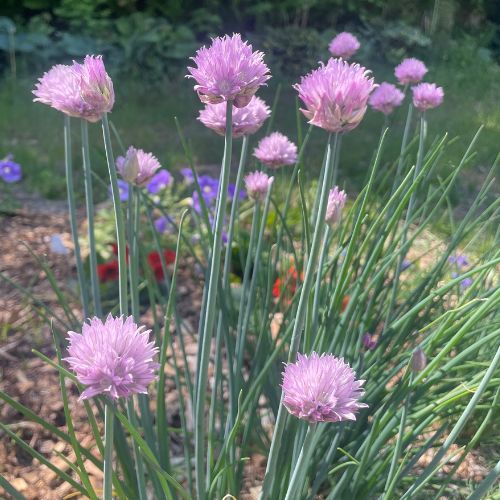 Chives, Organic