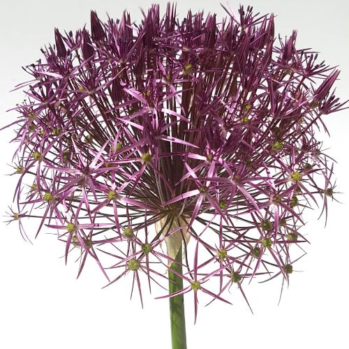 Allium Tall 'Christophii' , Star of Persia