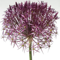 Thumbnail for Allium Tall 'Christophii' , Star of Persia