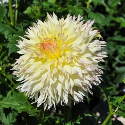 Citron du Cap Dahlia (Lacinated Bloom)