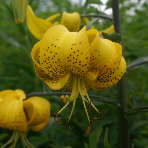 Lilium Tiger 'Citronelle' (Yellow Tiger Lily)