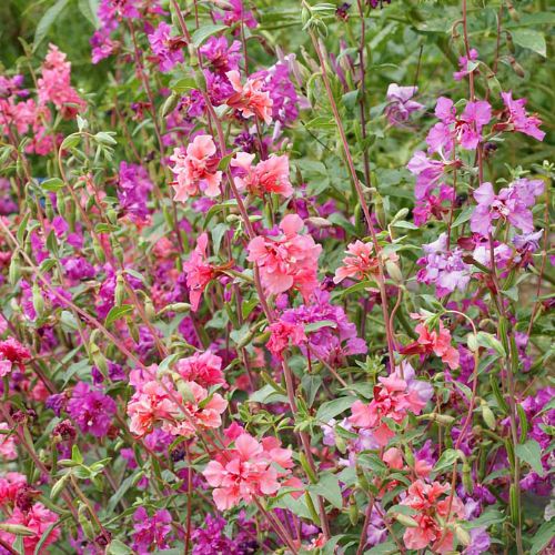 Clarkia Flower, California Native, Clarkia unguiculata