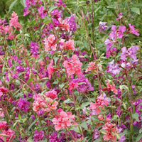 Thumbnail for Clarkia Flower, California Native, Clarkia unguiculata