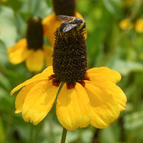 Clasping Coneflower - Prairie Native