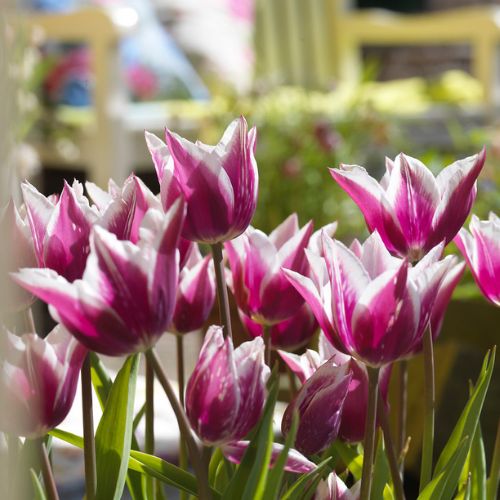 Lily Tulips 'Claudia' Tulip Bulbs (Lily Tulips), Orange Tulips