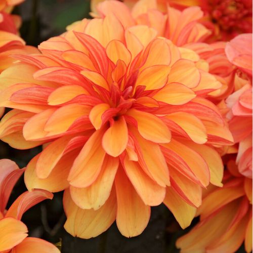 Gallery Cobra Dahlia (Gallery series - Great for Pots)