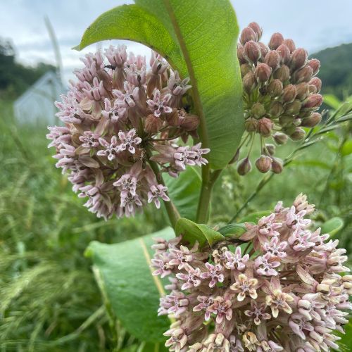 Common Milkweed Butterfly Flower, Native