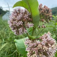 Thumbnail for Common Milkweed Butterfly Flower, Native