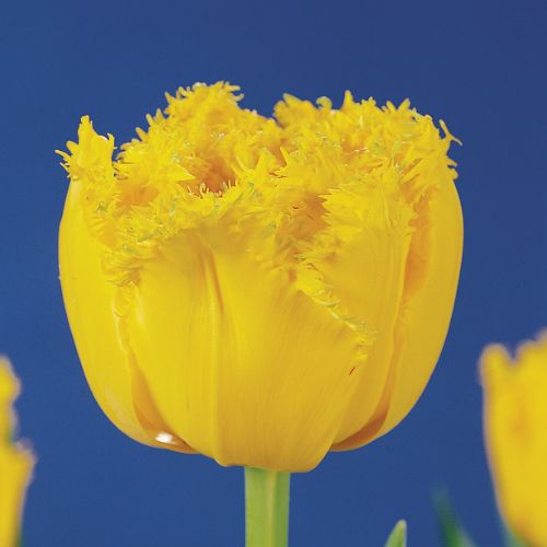 Fringed Tulip 'Crystal Star' Tulip Bulbs (Fringe Tulips)