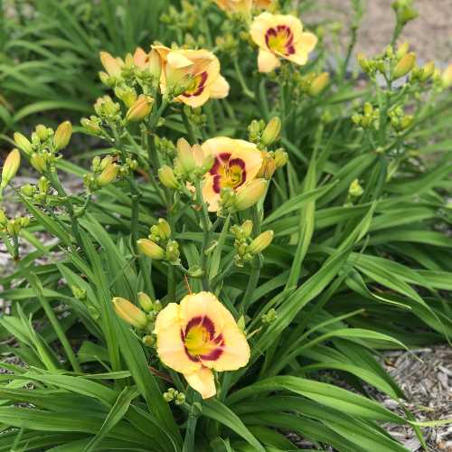 Daylily 'Custard Candy' (Hemerocallis)