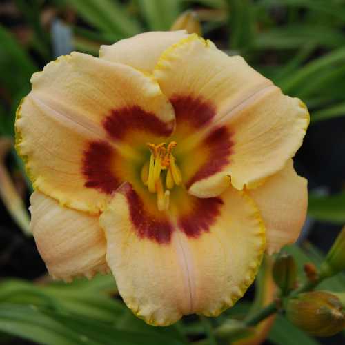 Daylily 'Custard Candy' (Hemerocallis)