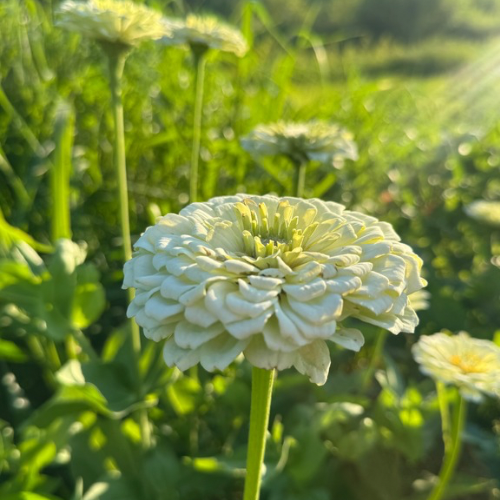 Benary's Giant White Zinnia Flower