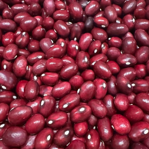 Abenaki True Cranberry Pole Bean, Native American Heirloom