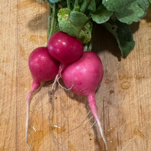 Pink Radish, Organic