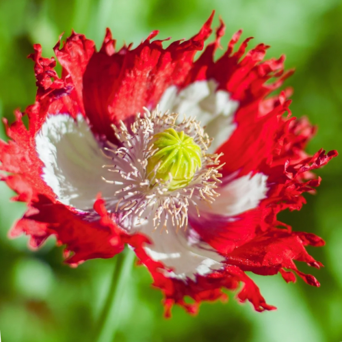 Danish Flag Heirloom Poppy, pre 1887 origins, Red Poppy with White Cross