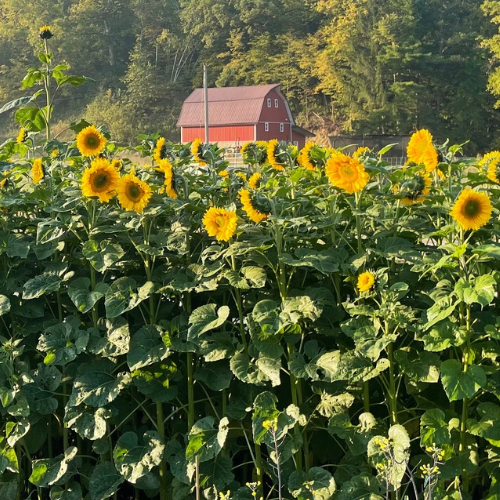 Sunspot Sunflower, Organic