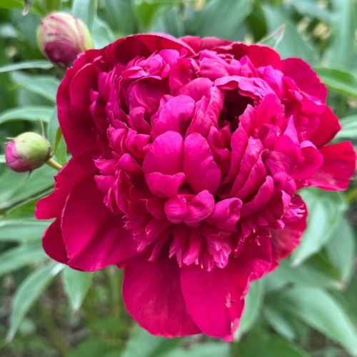 Red Magic - Peony, 1944 Illinois origin, lactiflora