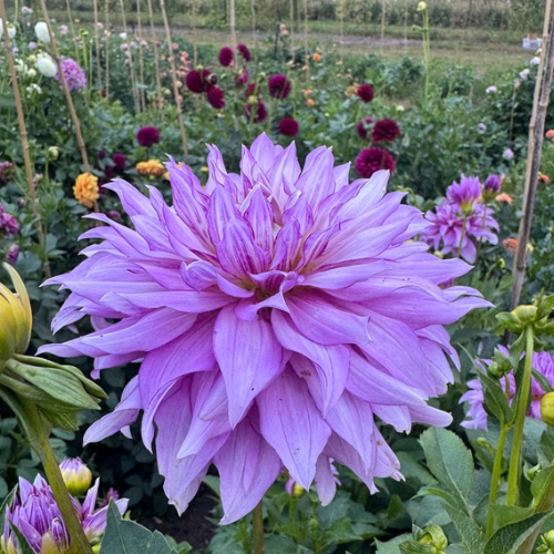 'Oregon Reign' Dahlia (Decorative or Semi-Dinnerplate)