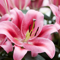 Thumbnail for Dalian Lily, (Orientpet or OT Hybrid Lily, DIV VIII Lily), Red Trumpet Lily