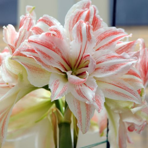 'Dancing Queen' Hippeastrum, Amaryllis, Double Red and White Blossoms