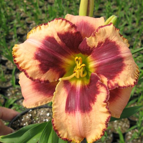 Daylily 'Daring Deception' (Hemerocallis)