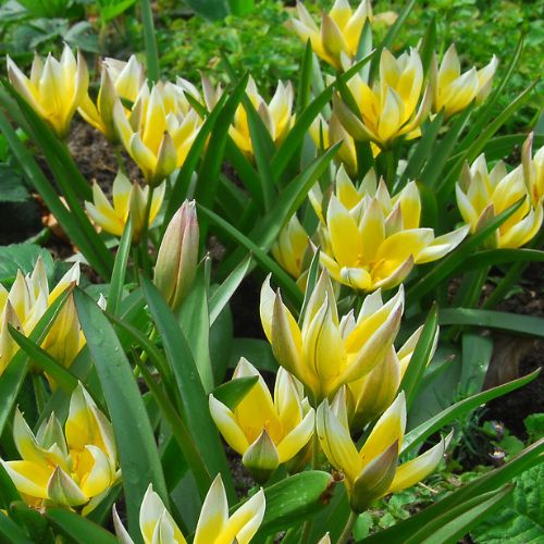 Dasystemon Tarda Tulip, Turkestanica Tulips or Botanical Tulips