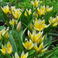 Thumbnail for Dasystemon Tarda Tulip, Turkestanica Tulips or Botanical Tulips
