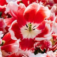 Thumbnail for Parrot Tulip 'DeeJay Parrot' Tulip Bulbs (Parrot Tulips)