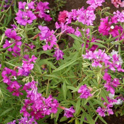 Deerhorn Clarkia or Pink Fairies Flower , Northwest Native, Clarkia pulchella