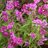 Thumbnail for Deerhorn Clarkia or Pink Fairies Flower , Northwest Native, Clarkia pulchella